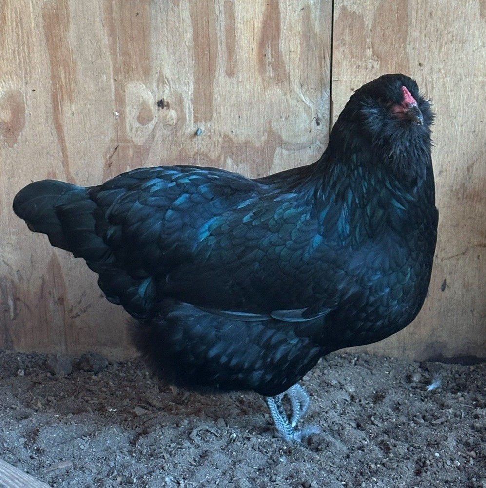 Ermine Ameraucana Hatching Eggs 12+