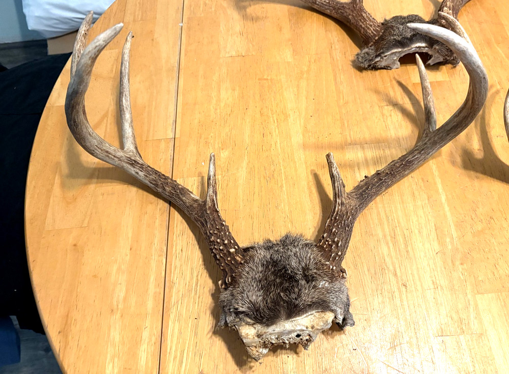 "3" WILD 8 POINT WHITE TAIL ANTLERS,SKULL CAP MOUNTS