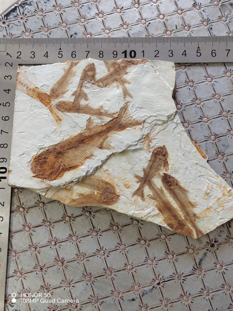 Unique and authentic ancient fossil fish like stone B02