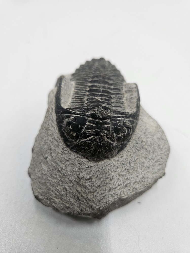 Fossile TRILOBITE Hollardops Mesocristata Devonian. Unknown Origin.