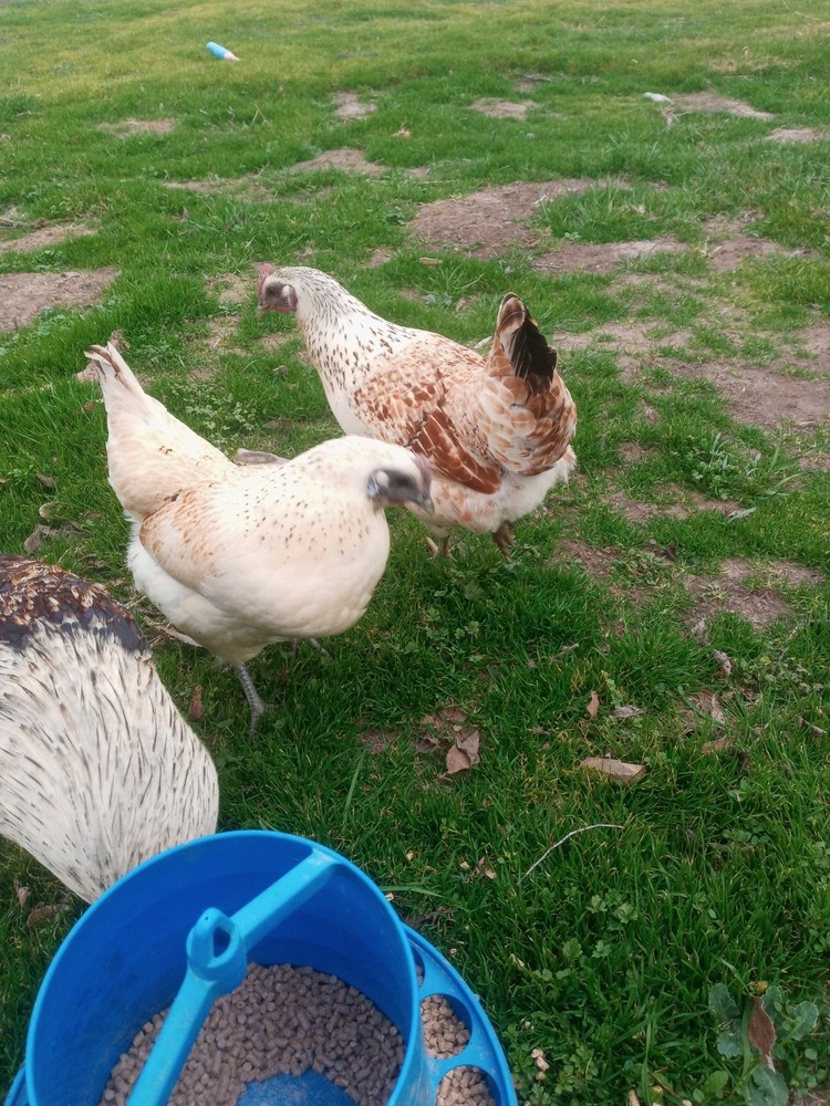 6+ Mosaic Hatching Eggs