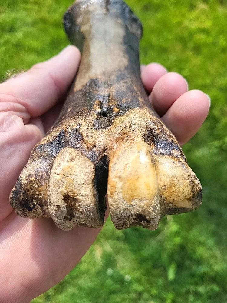 Bison metacarpal Historic bison foot bone
