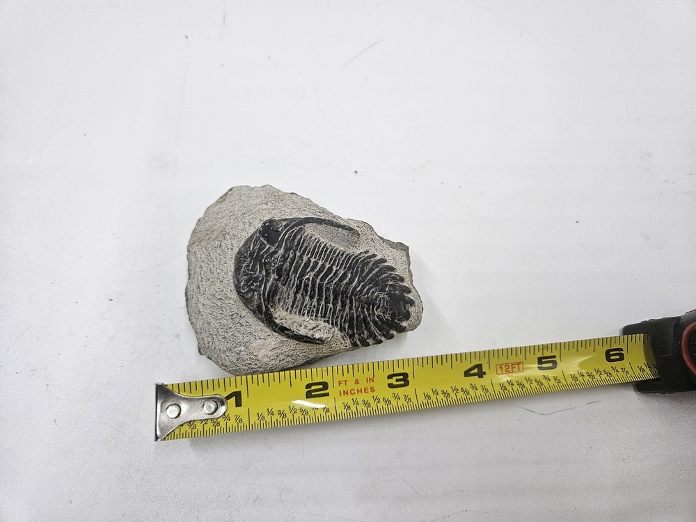 Fossile TRILOBITE Hollardops Mesocristata Devonian. Unknown Origin.