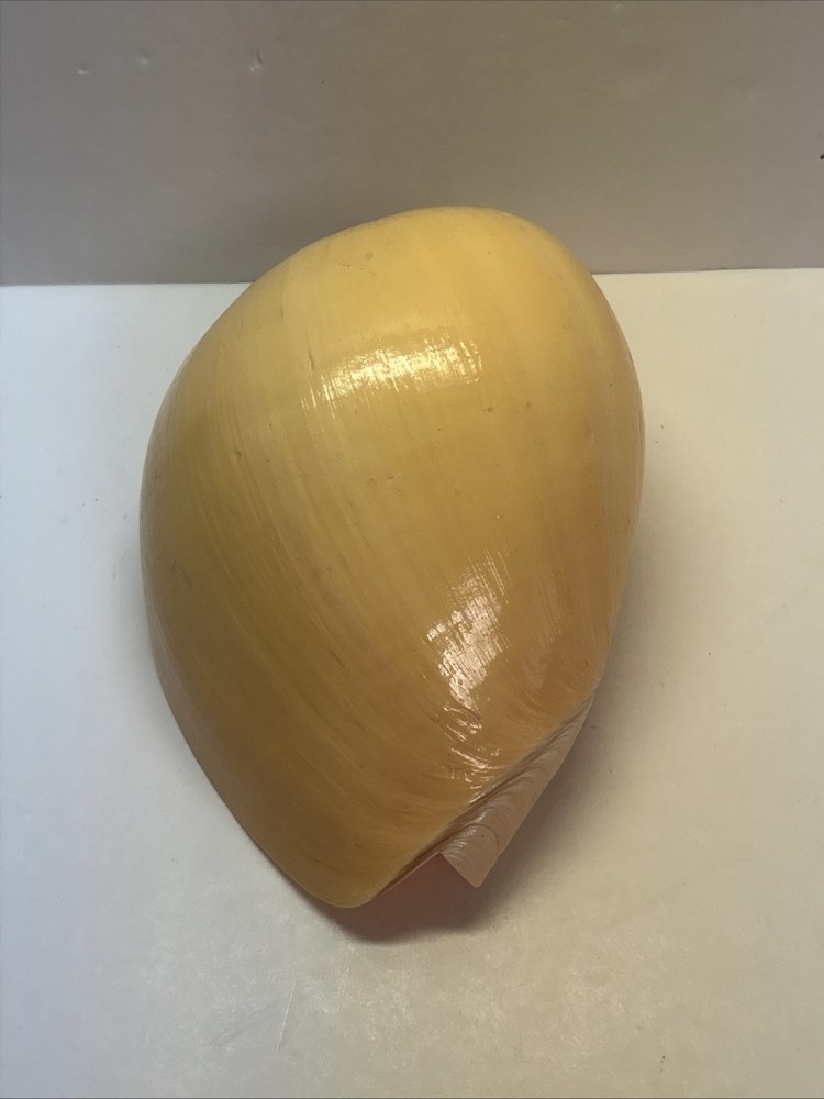 Unique Yellow Huge Melon Seashell Extra Large Decorative Shell 9"