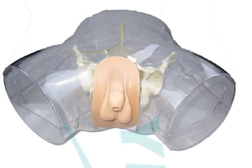 1:1 Human Transparent Male Catheterization Model Training Display Model