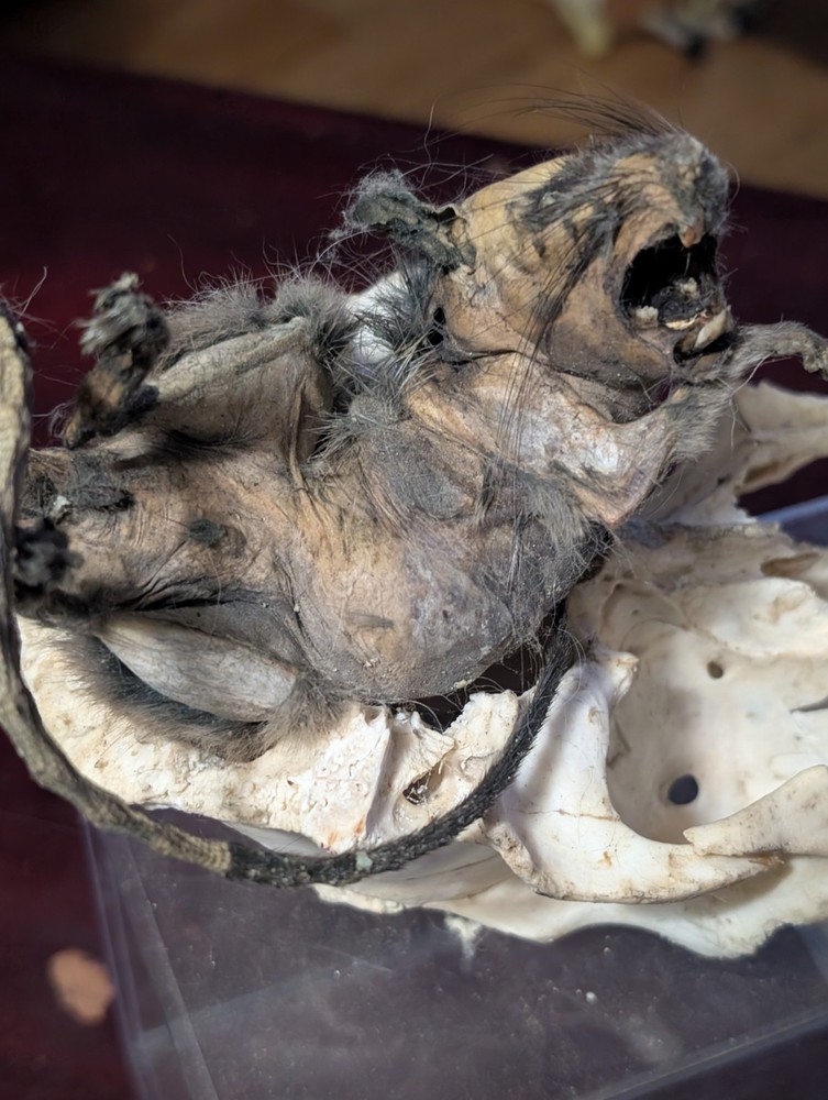 Mummified Rat ( Full Skeleton) Stand Included