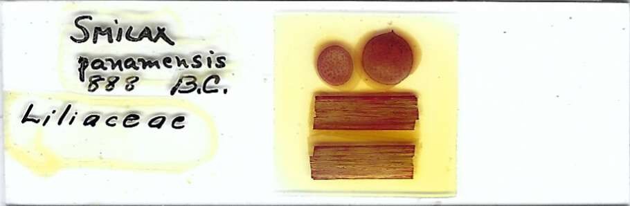 Smilax panamensis Microscope Slide