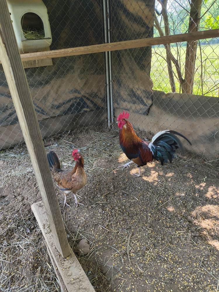 6 + Straight Up chickens Eggs