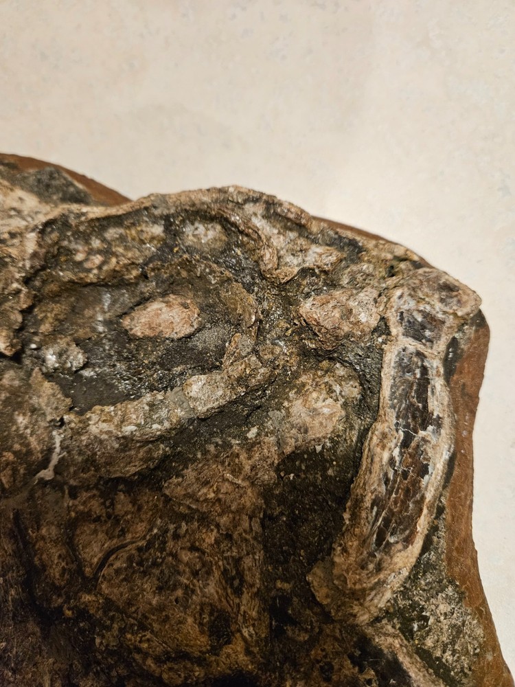 Xiphactinus fossil skull