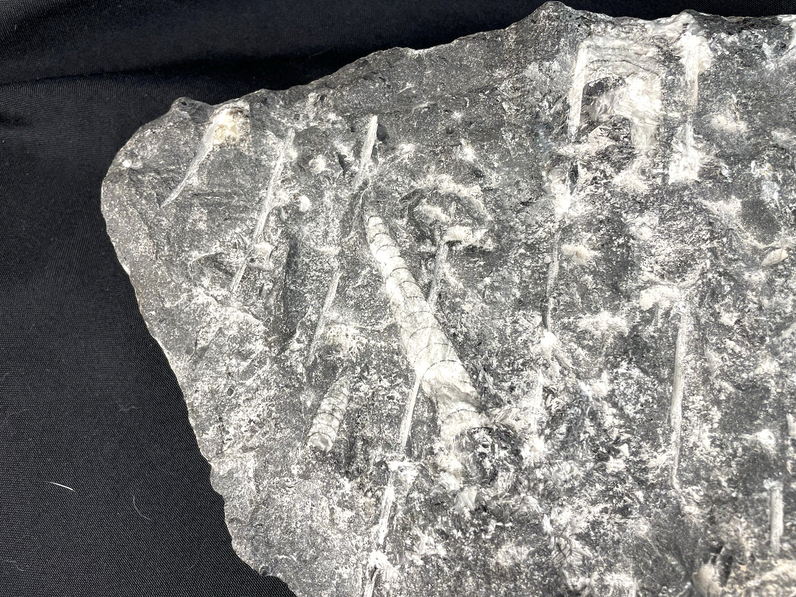 10 lbs Block of Polished Petrified Sea Life Fossil Devonian Orthoceras 9" x 12"