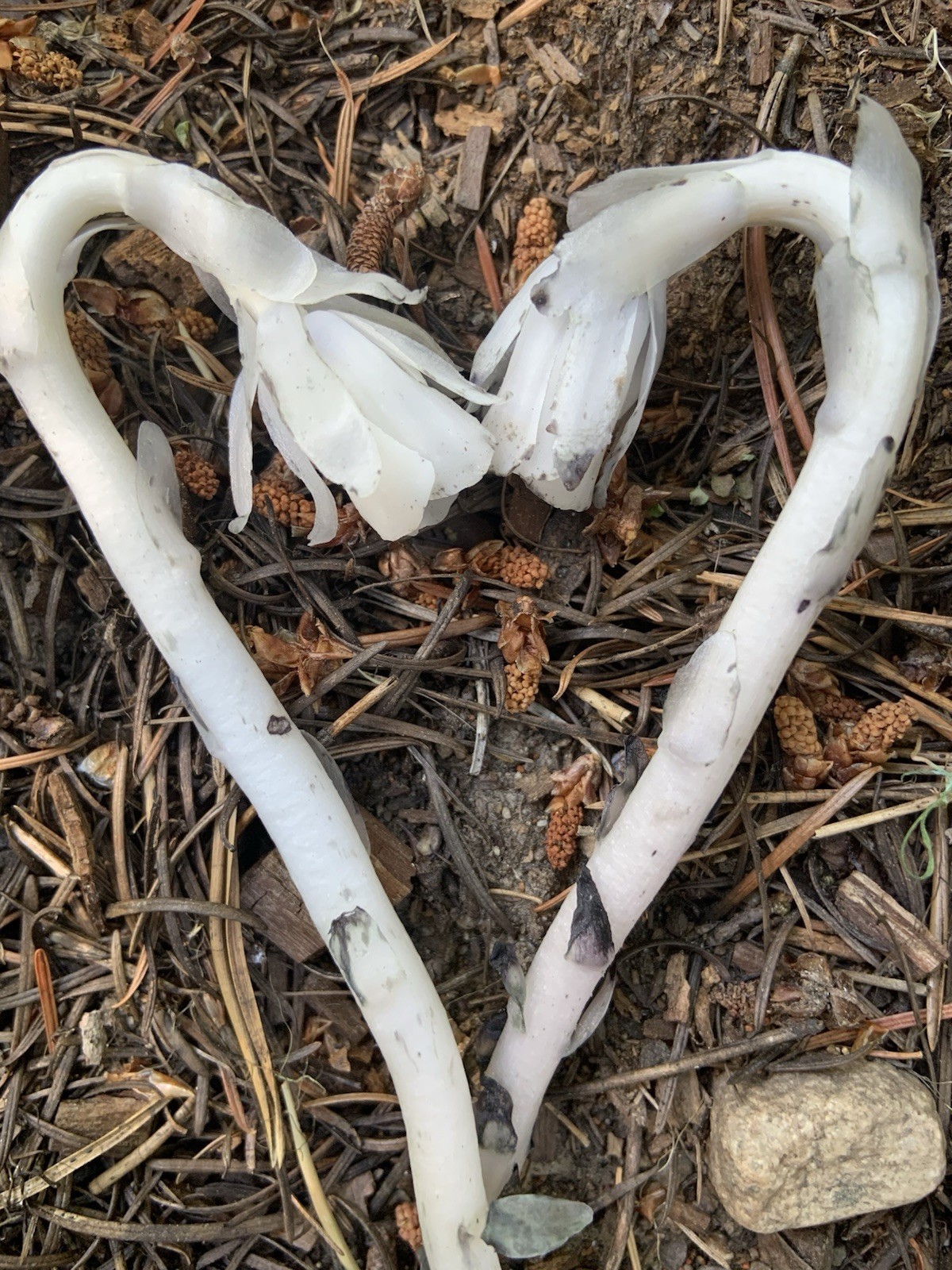 Dried Ghost Pipe Indian Pipe Whole Flowers Box of 12