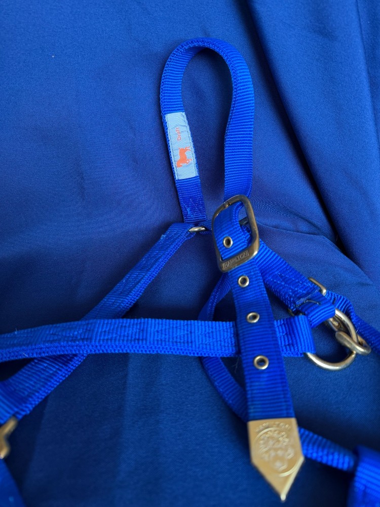 Draft Sized Hamilton Horse Halter - Royal Blue