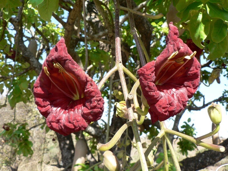 BIG 3 made of Kigelia Africana 100% Natural - Male Enlargement 10 Tea Bags