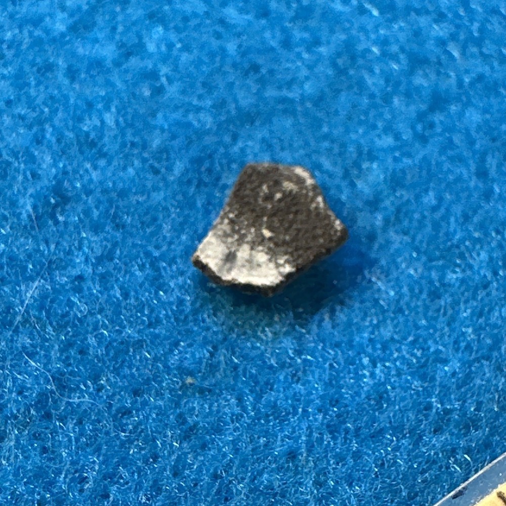 Dryosaurus Extinct Dinosaur Eggshell Fossil Piece in Display Case