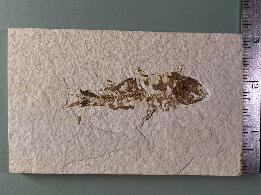 Fossilized Fish on Slab