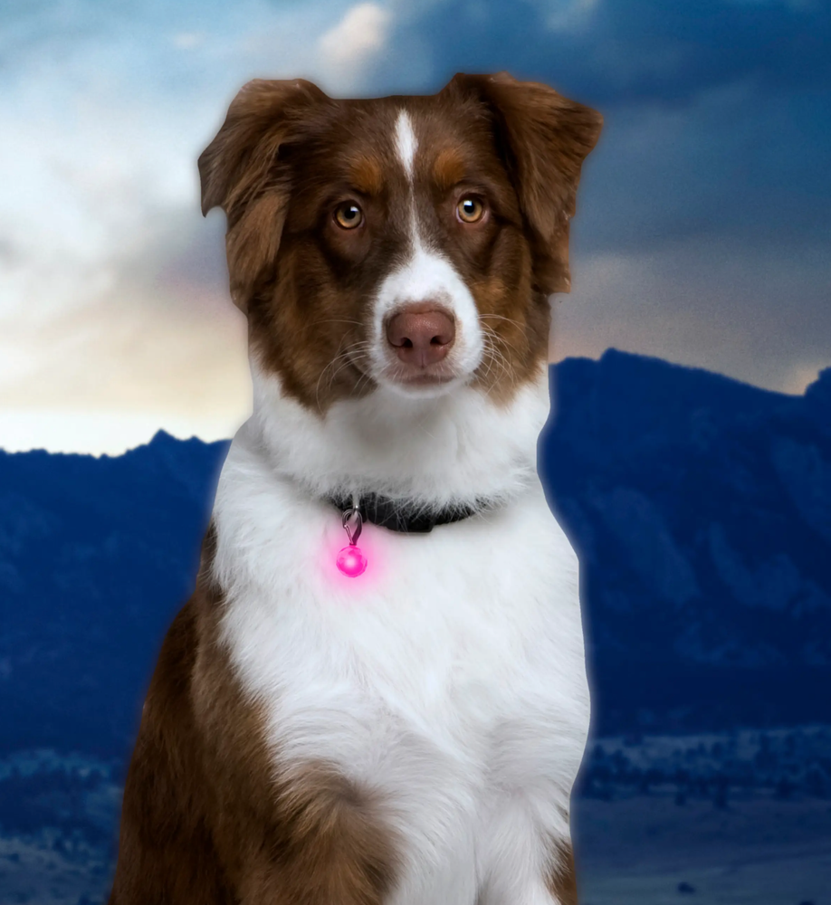 PetLit Collar Light Pink Jewel