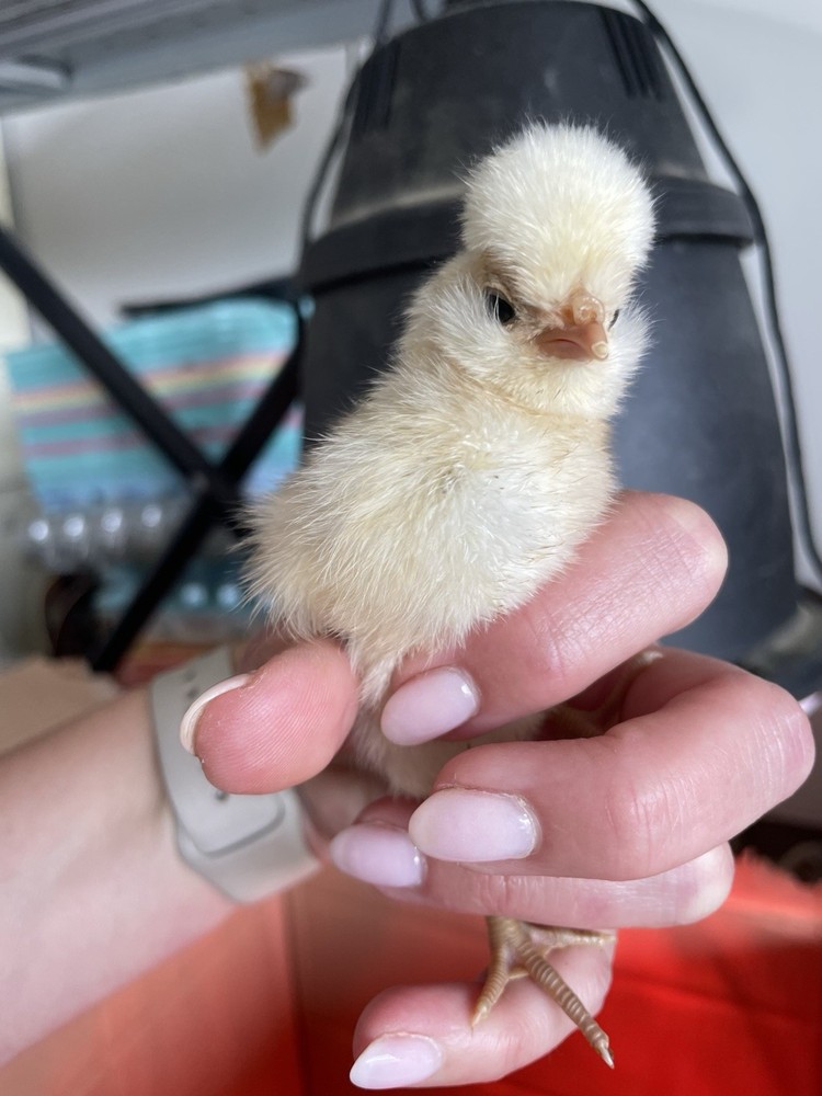 Fertile Polish Hatching Eggs 1 dozen