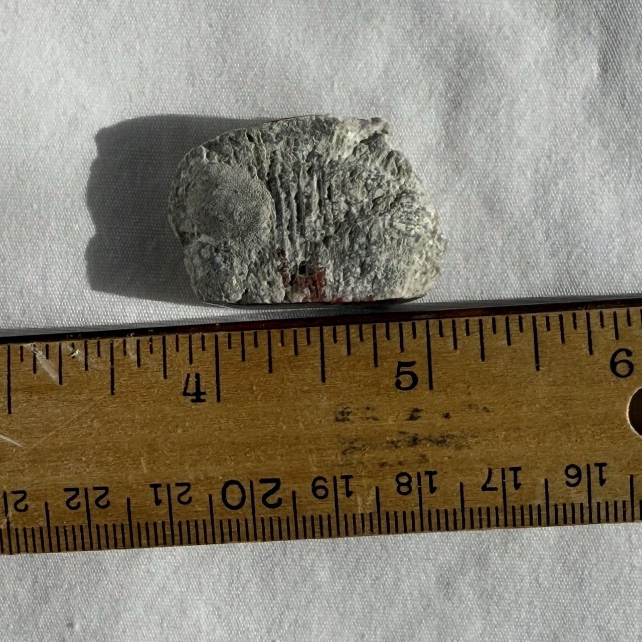 ~28 grs Polished Red Horn Coral Riley's Canyon, Utah Fossil Rugosa / display cab