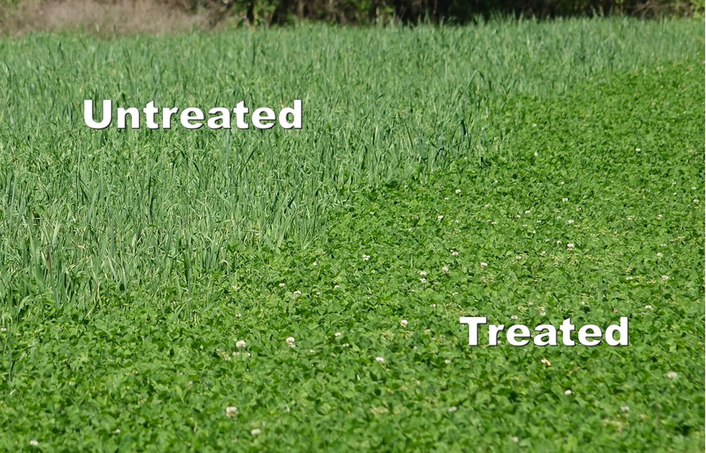 Arrest Max Selective Grass Control Herbicide Specifically Developed for Deer Foo