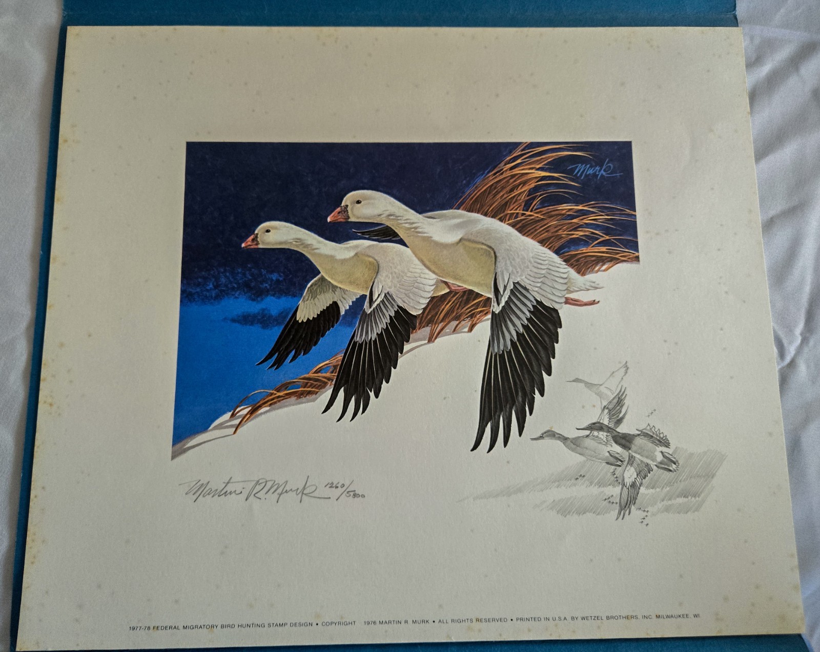 RARE-1977 (RW44)- Federal Duck Stamp Print *Martin Murk* Remarqued