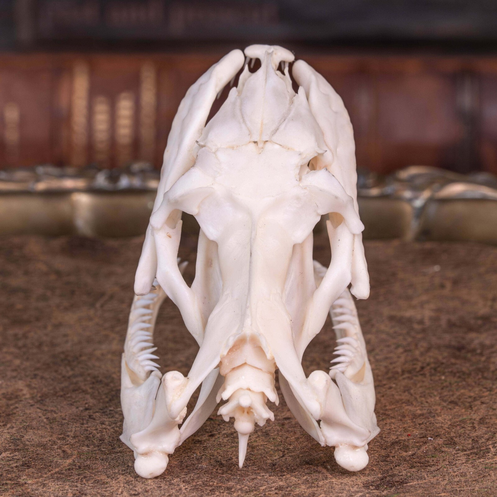 Real Python skull, 10 cm snake skeleton, snake taxidermy bone, boa anaconda