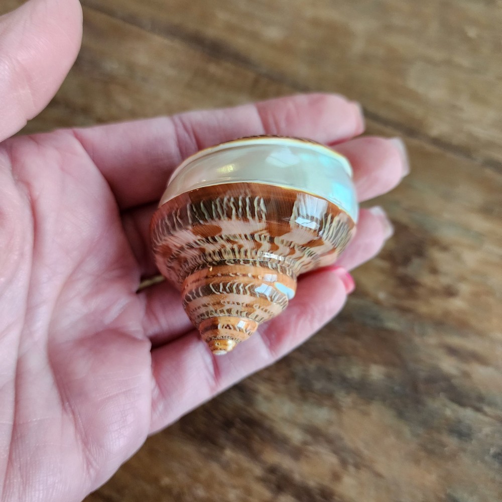 Banded Petholatus Turbo Shell - Bulk Shells - Wholesale Shells - Hermit Crab