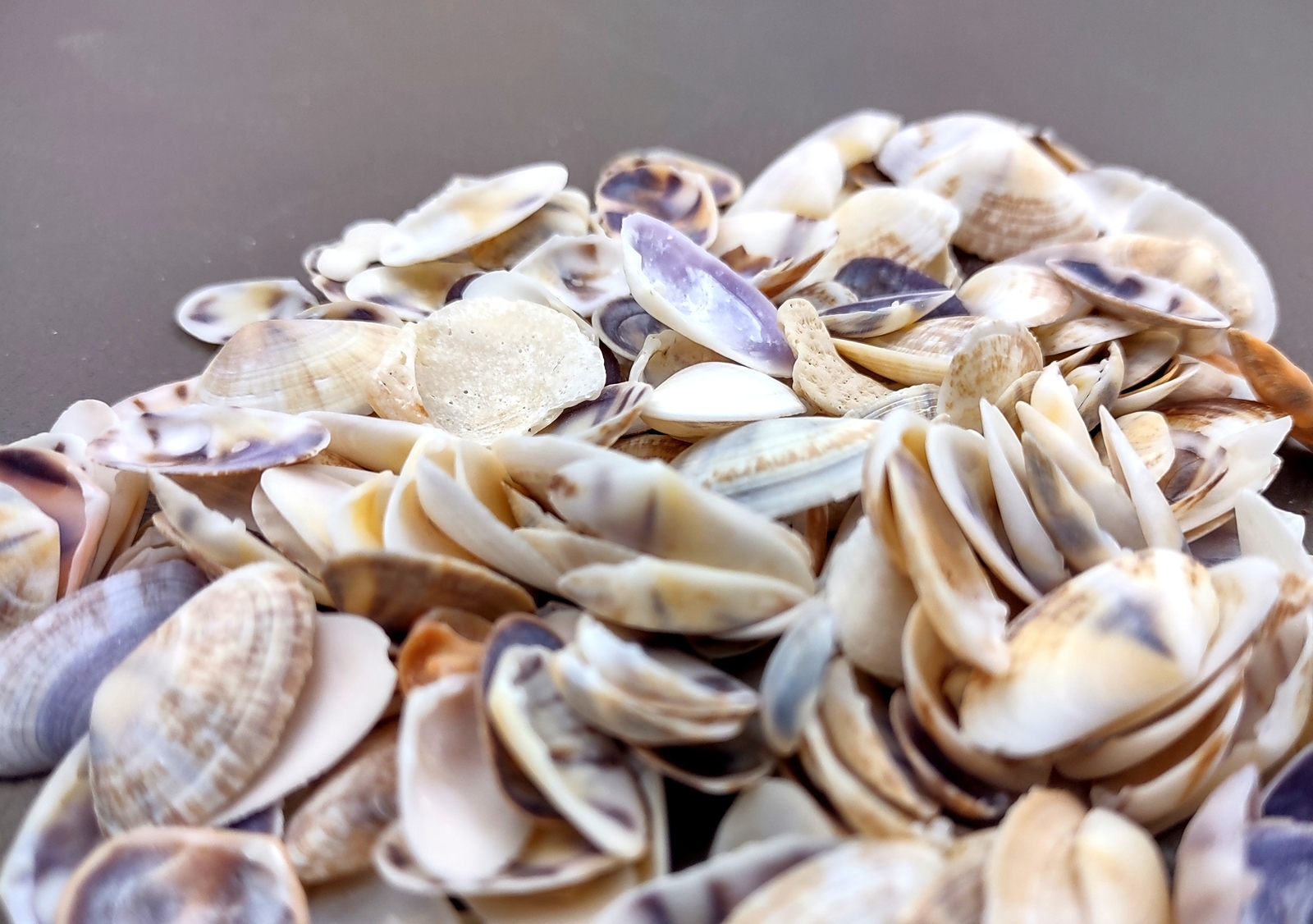 Coquina Clam Shells Blue Violet White (approx. half cup 150+ shells 0.25+ in)