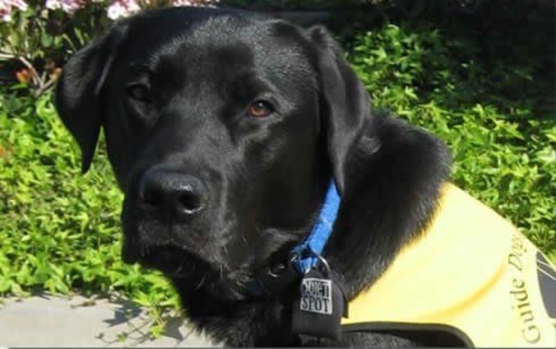 Pet Tag Silencer Black