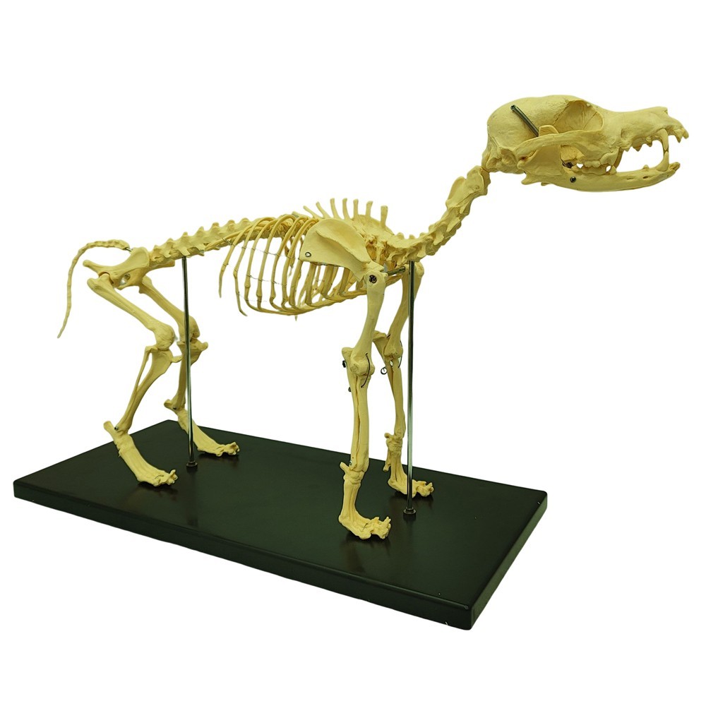 Canine Skeleton Model Standard Size PVC Material Teaching Display Dog Skeleton