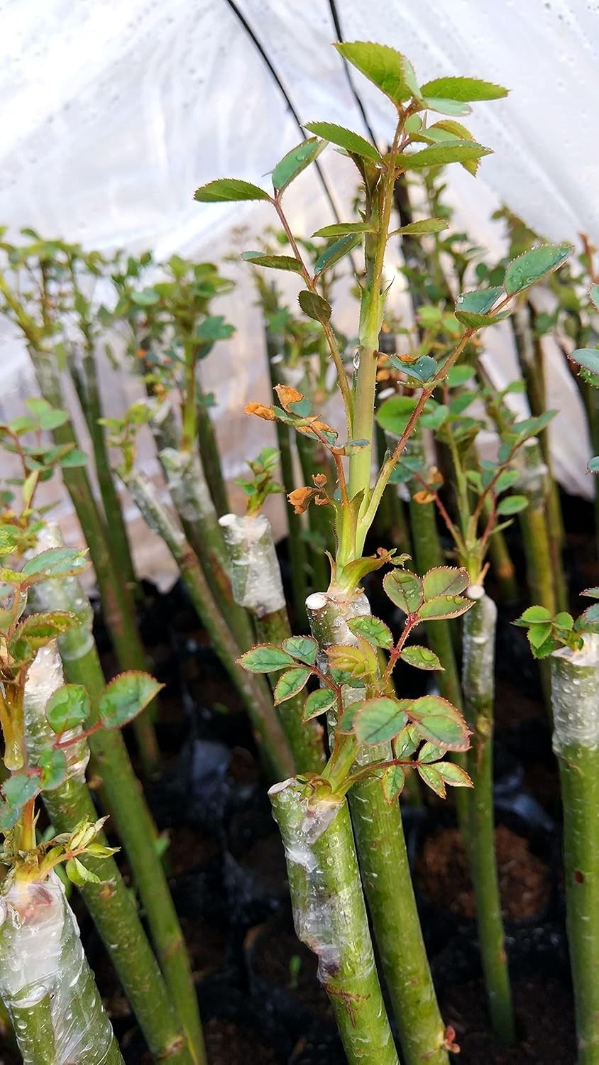 Grafting Tape Grafting Film for Plants, 2 Pack Stretchable Garden Grafting Tape