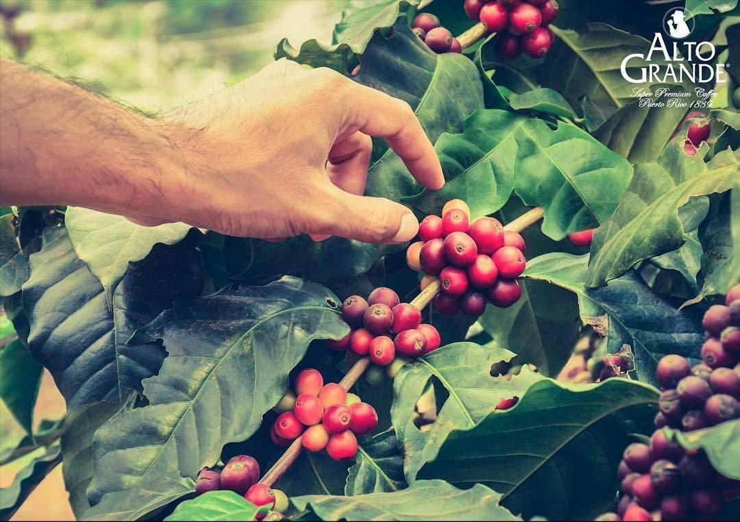 Alto Grande Coffee Super Premium Ground Coffee From Puerto Rico, 8.8 Ounce