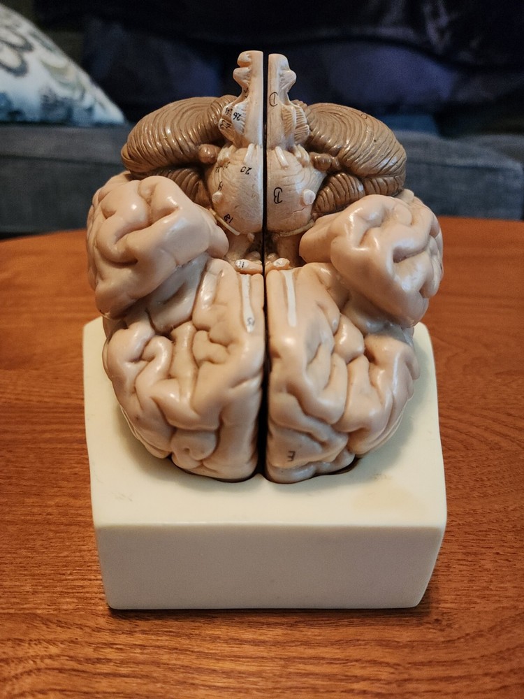 2-Part Brain Model Anatomy Model