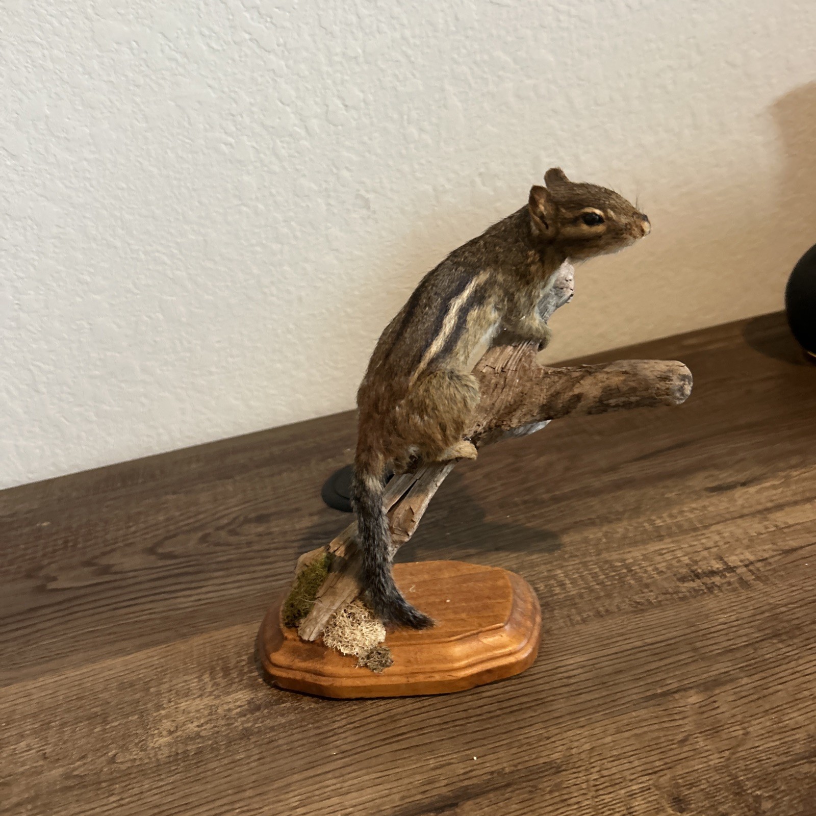 Chipmunk On Base ~ Taxidermy