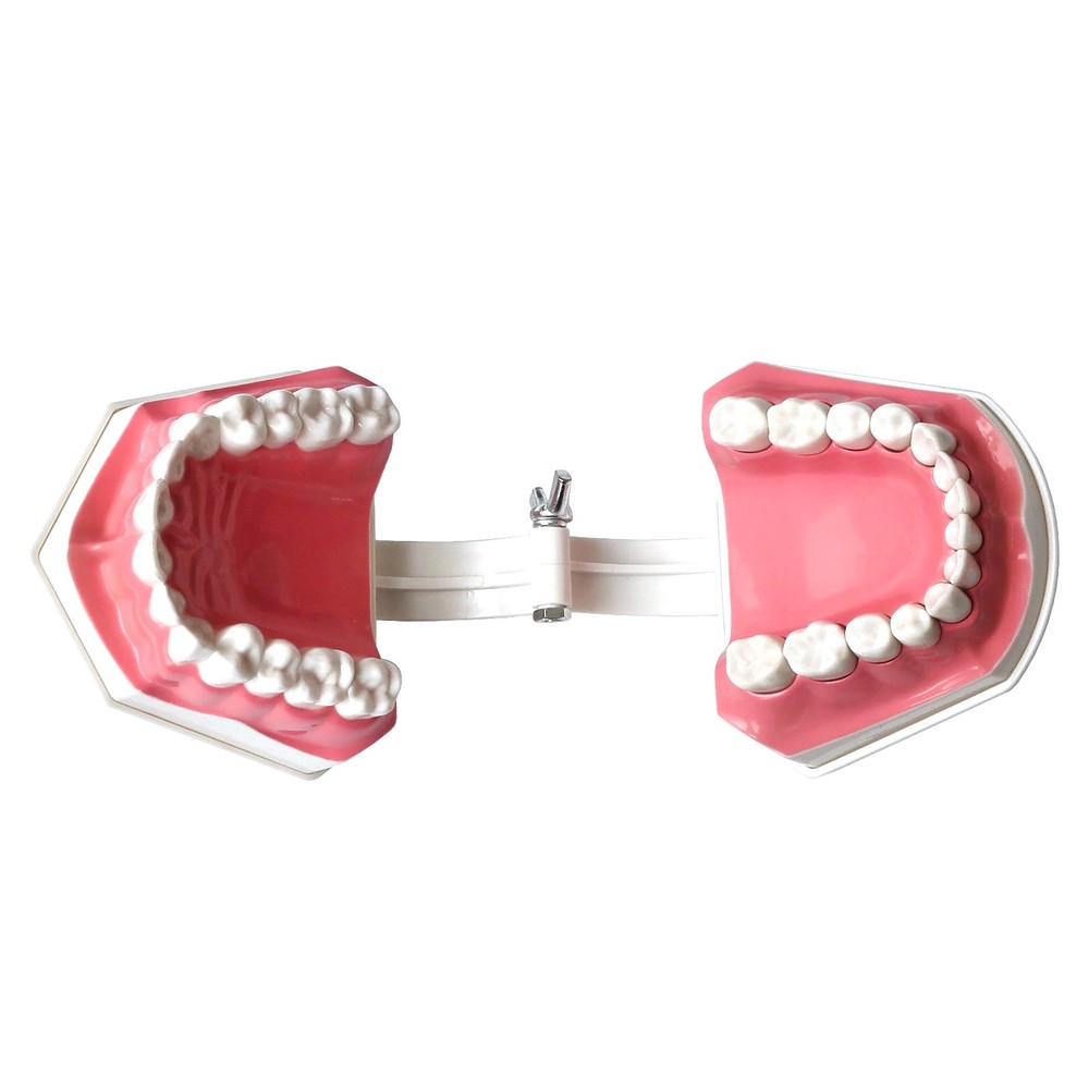 Interactive Tooth Brushing Model for Educational Training with Toothbrush