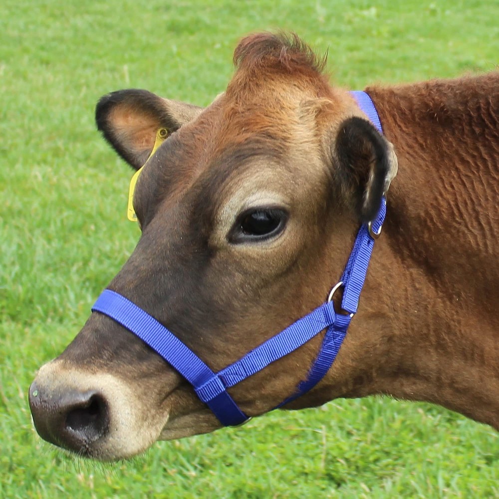 Durable Adjustable Nylon Cattle Halter Large 800 1400Lbs Multiple Colors