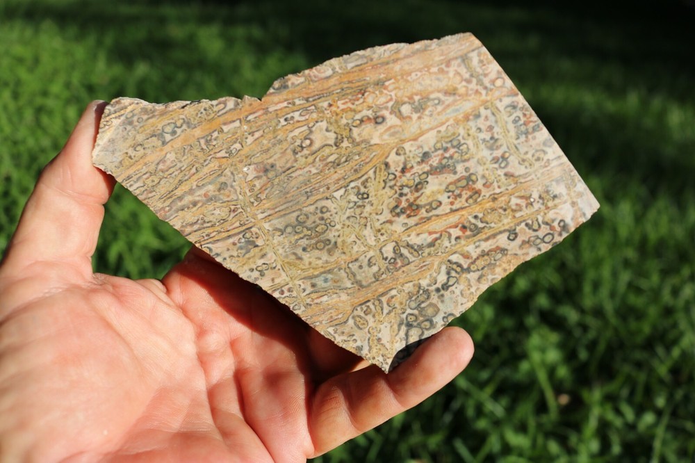 Leopard Skin Jasper Mexico Fantastic Patterns Free Ship!