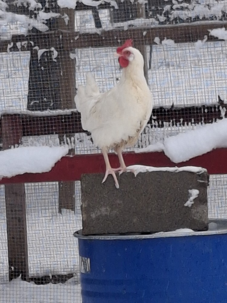 1 Dozen White Leghorns - Hatching Eggs NPIP/AI clean