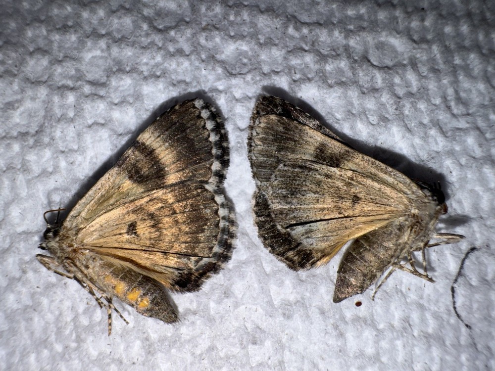BY5 - 2 FALSE UNDERWING MOTHS Allofrta elonympha