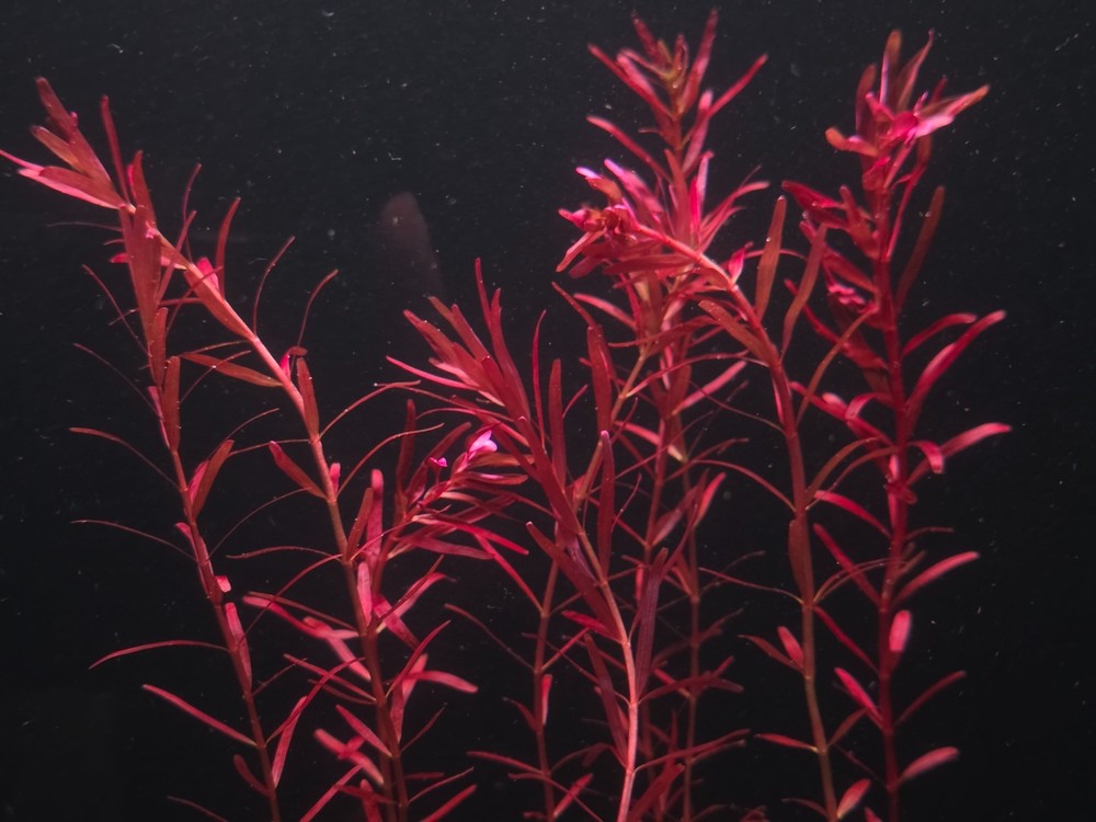 Rotala Narrowleaf Red - Live Aquatic Plants - Stem