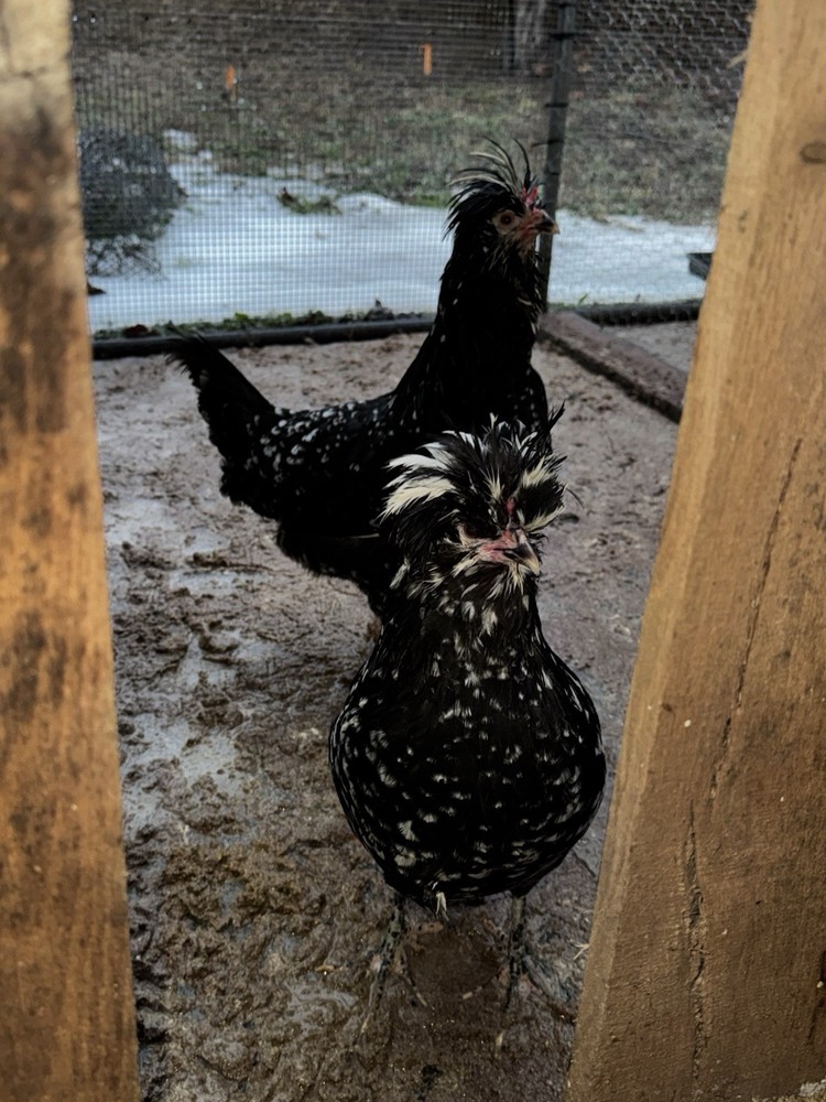 🥚 12+Extremely Rare pure bred Mottled Houdan Hatching Eggs