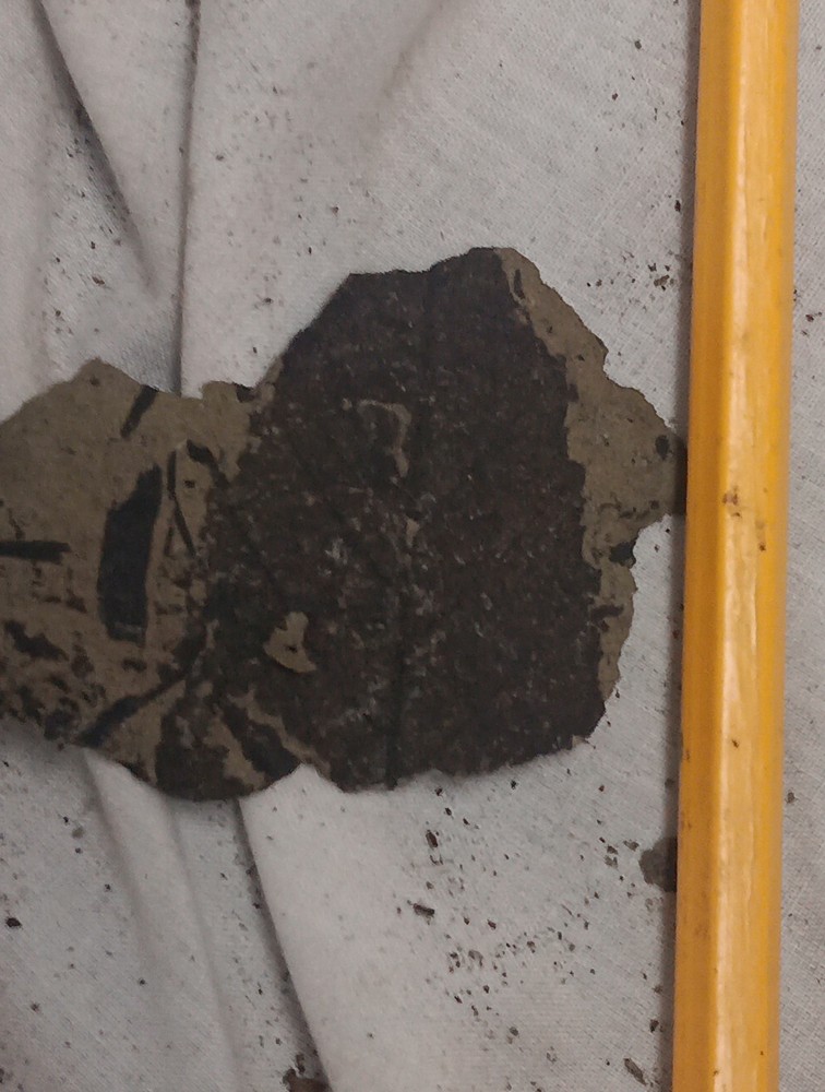 Small Thin Fossilized Leaf