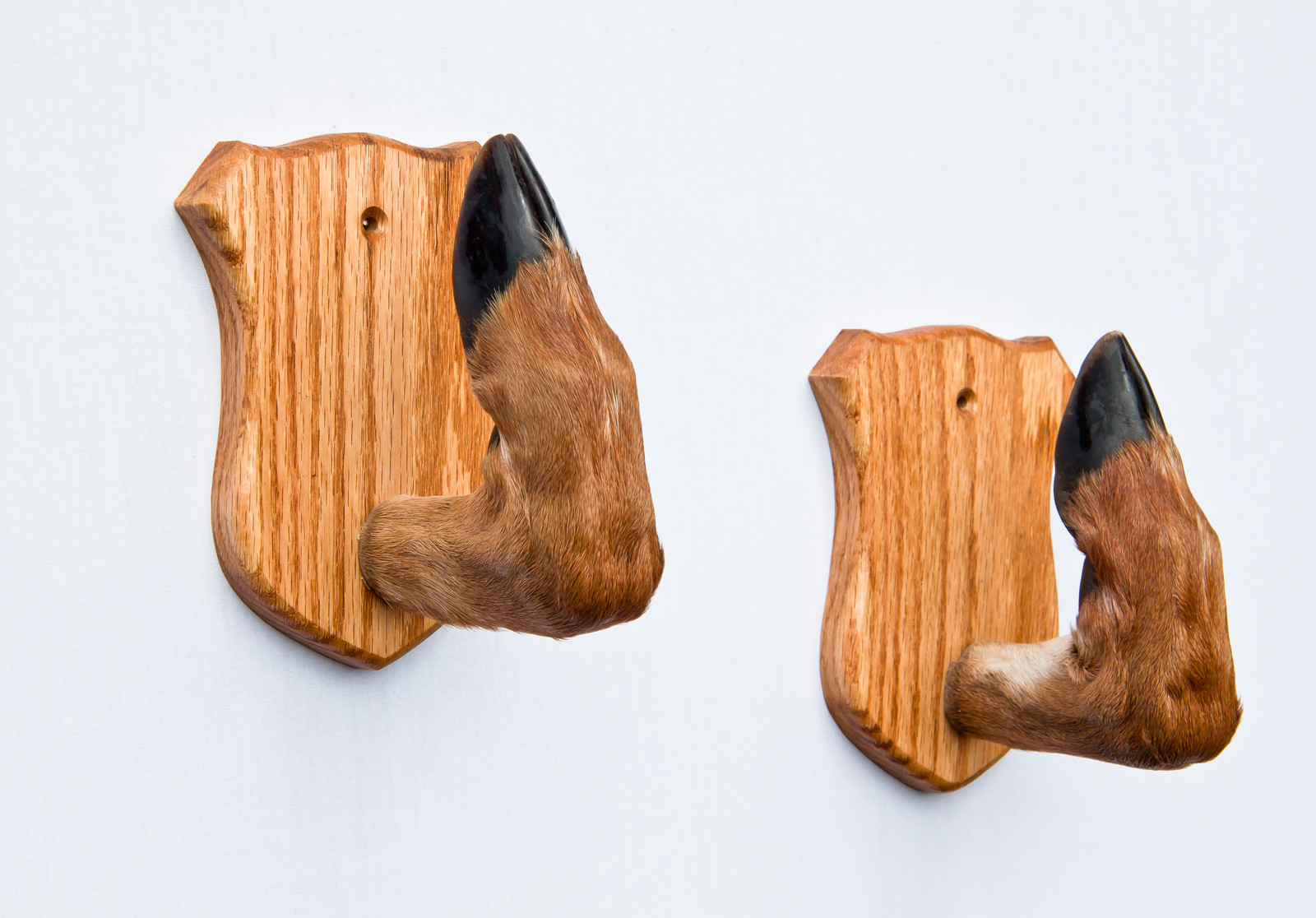 Taxidermy Deer Hoof Foot Feet Gun Rack on Oak Plaques Gunrack