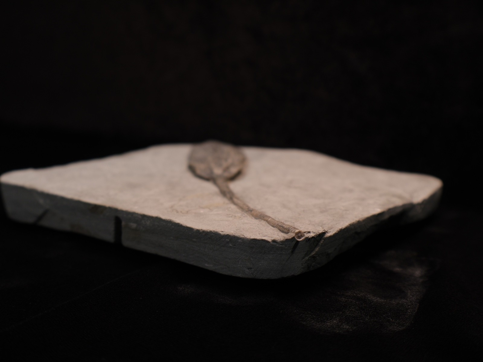 Sweet Pachylocrinus aequalis Fossil Crinoid, Crawfordsville, IN