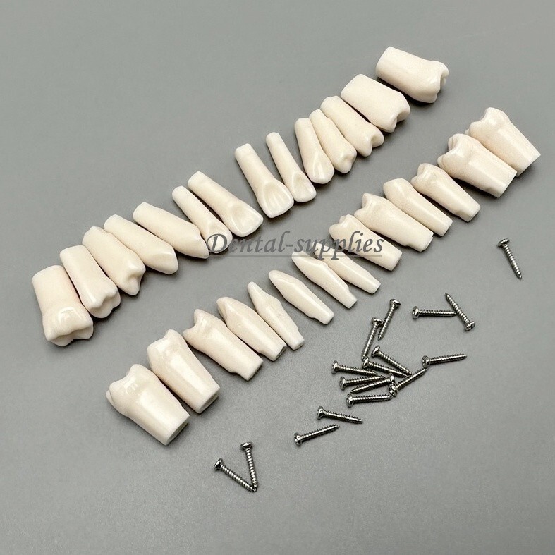 Dental Study Teeth Models Technician Practice Preparation Removable Tooth Nissin