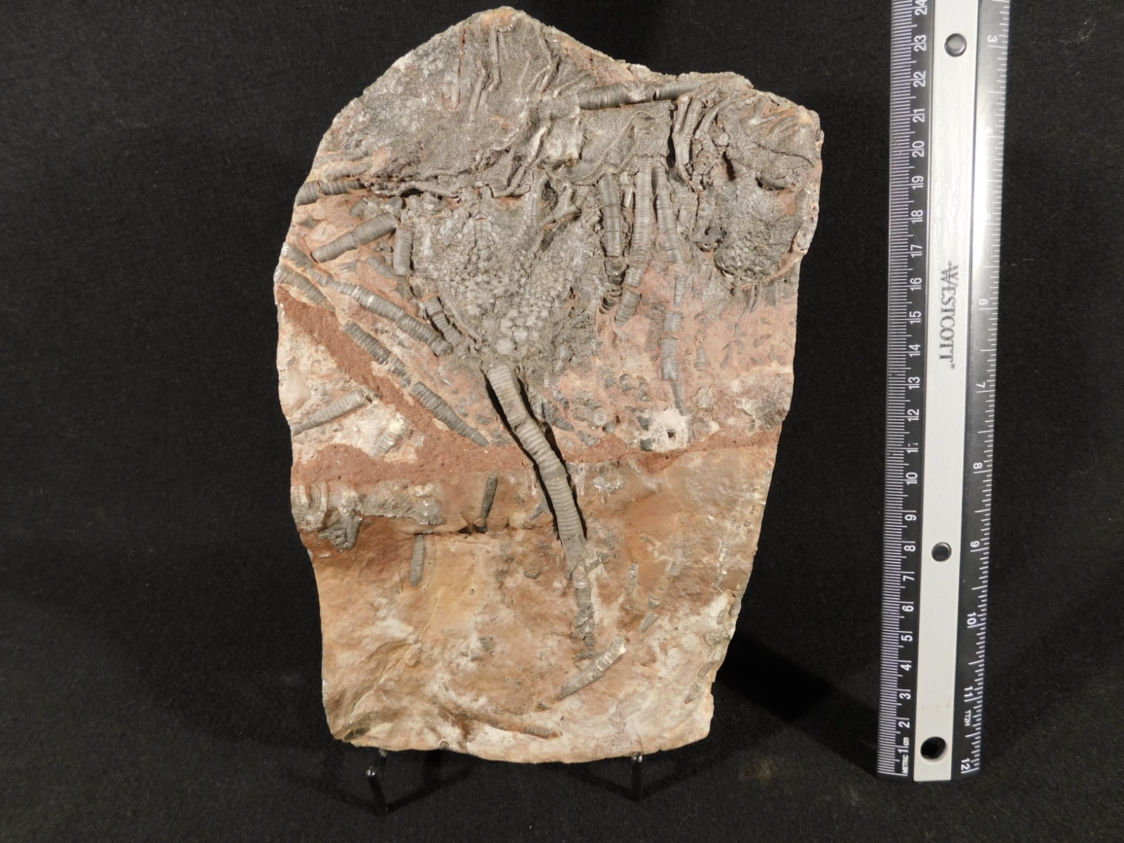 LARGER! 430 Million Year Old! CRINOID Fossil or Sea LILY Fossil Morocco 1221gr