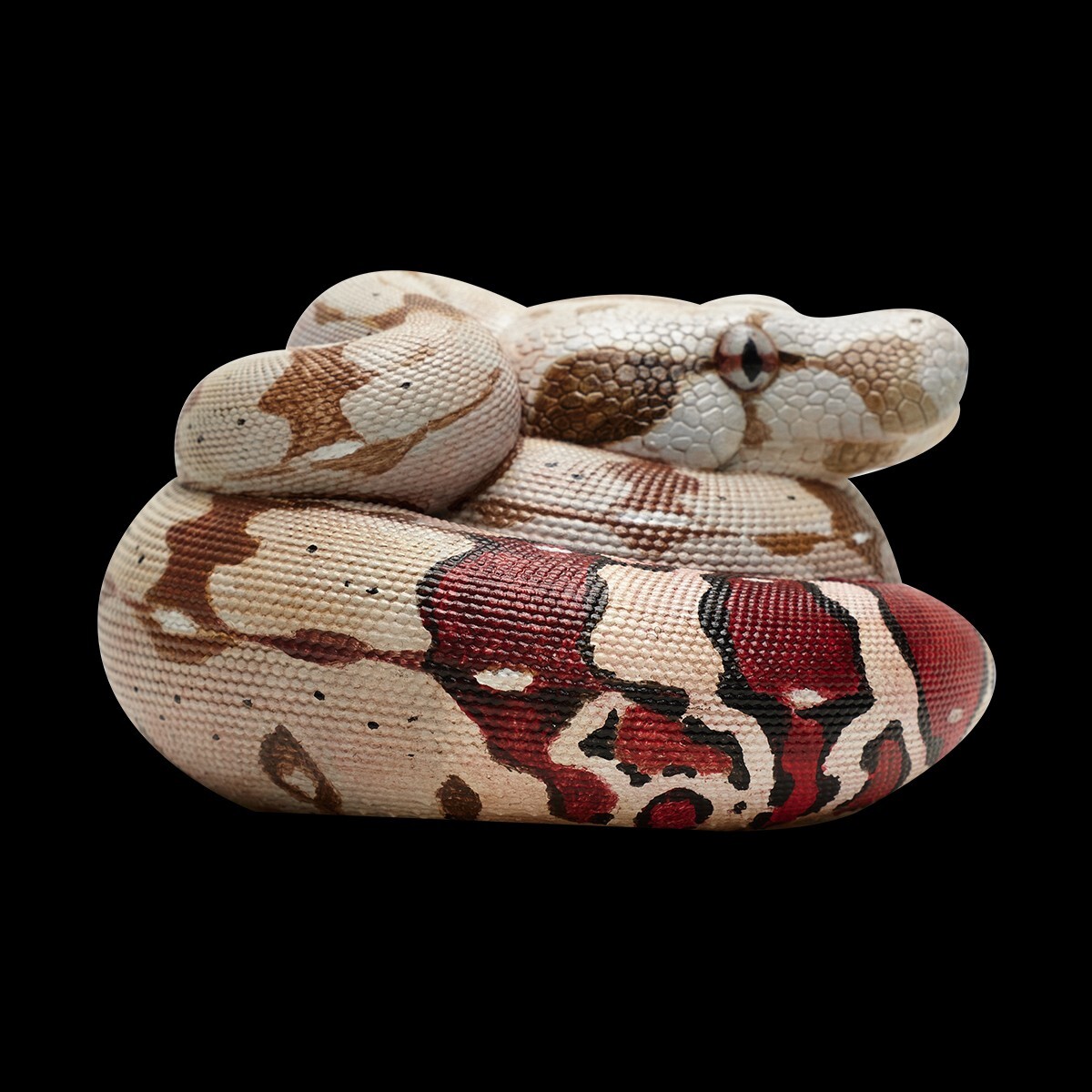 【In-Stock】 Animal Heavenly Body Red-tailed Boa constrictor Snake Statue