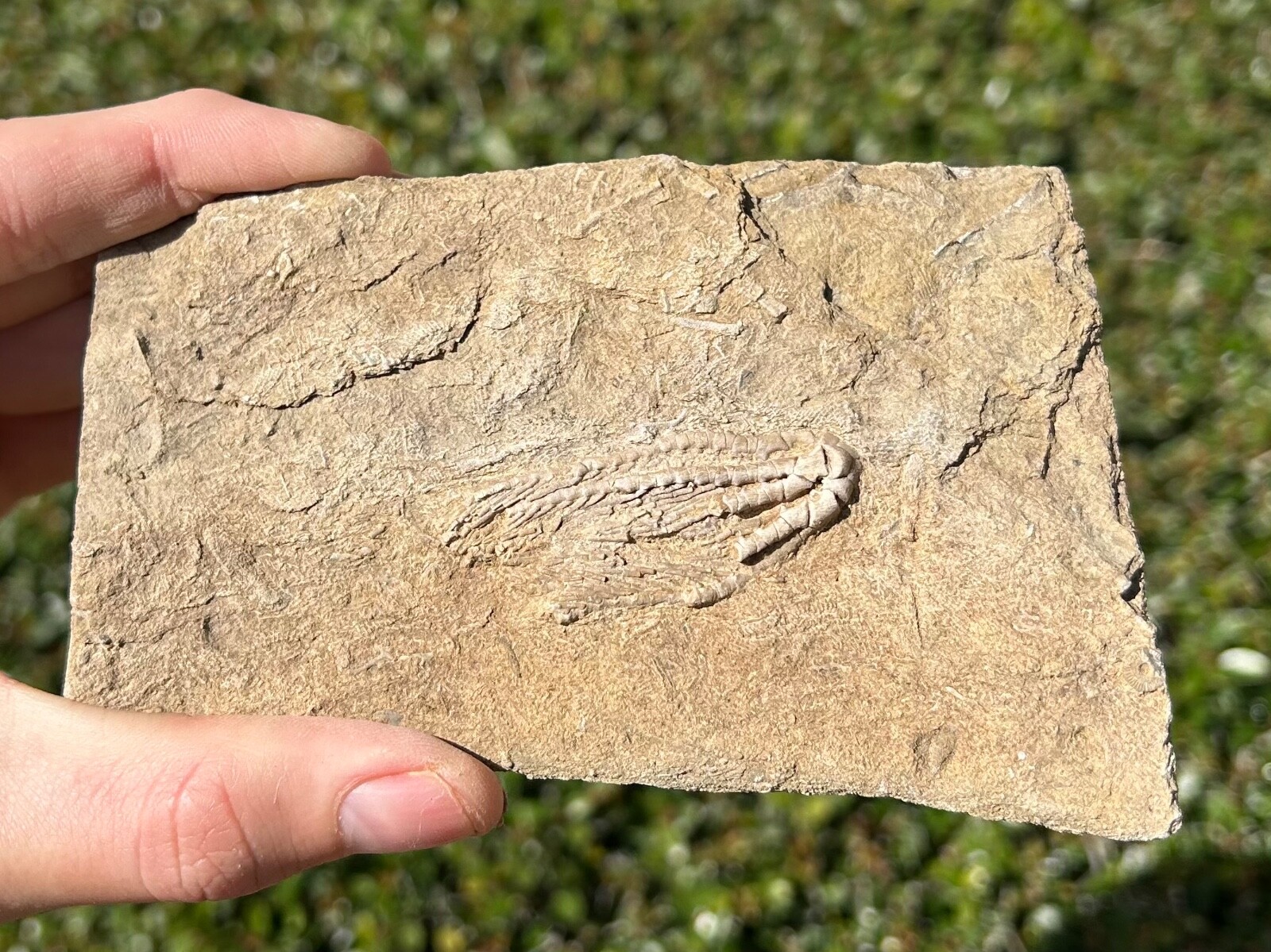 Fossil Crinoid in Matrix Aphelecrinus Alabama Bangor Limestone Formation