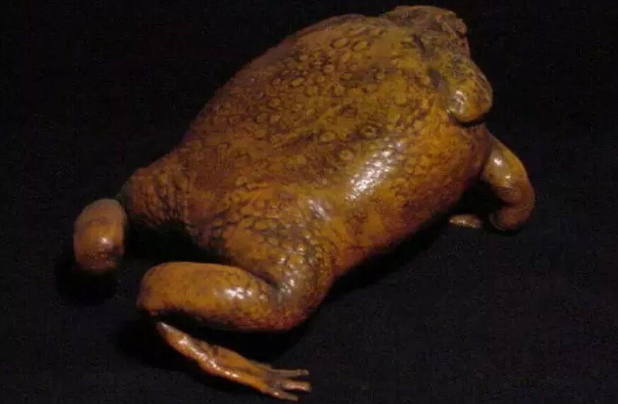 Giant Deformed Cane Toad Freak taxidermy Gaff Frog