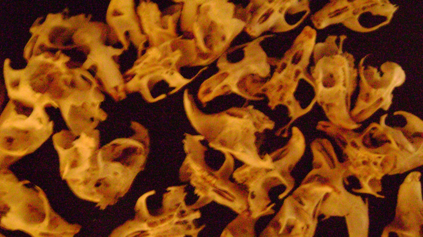 30 BROKEN RAT SKULLS real animal bones head skeleton taxidermy art crafts lot