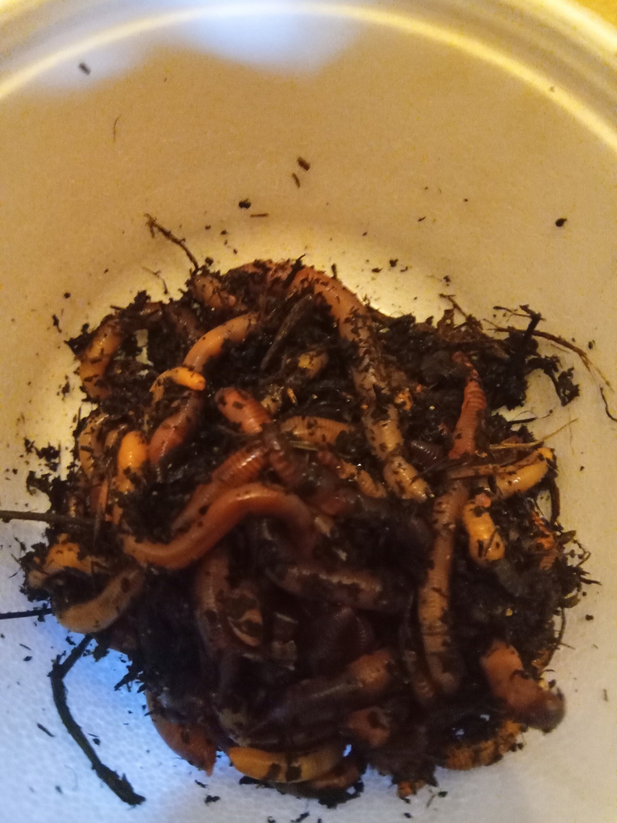 1/16 lb Live Red Wigglers Fishing Worms/Bait (Bait Size)(1.5-3 in)